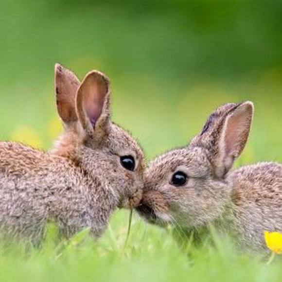 Meet your Posher, Chasity - Picture 1 of 1